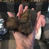 Fudge , a male Yorkipoo and Poodle - Miniature  for sale in Round Mountain, TX – Photo 5 of 6