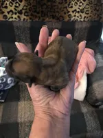 Fudge , a male Yorkipoo and Poodle - Miniature  for sale in Round Mountain, TX – Photo 2 of 2