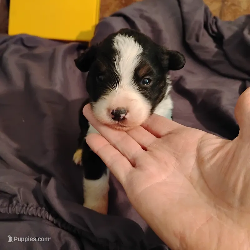 Louis – Australian Shepherd puppy for sale in Round Mountain, TX