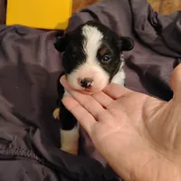 Louis, a female Australian Shepherd for sale in Round Mountain, TX – 1 of 2