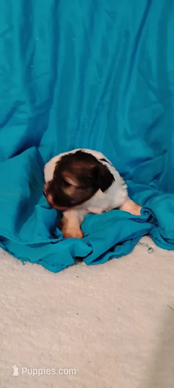 Ebony – Miniature Schnauzer, Yorkshire Terrier puppy for sale in Round Mountain, TX