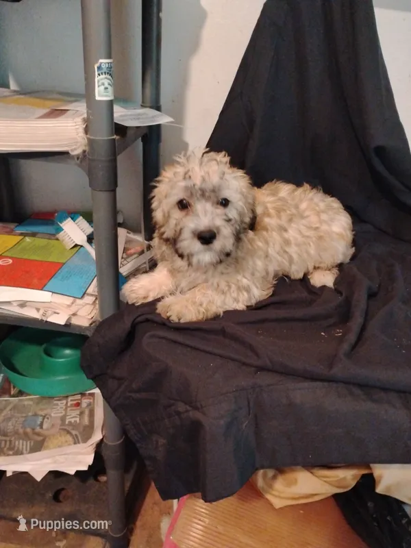 Fudge  – Yorkipoo, Poodle - Miniature  puppy for sale in Round Mountain, TX