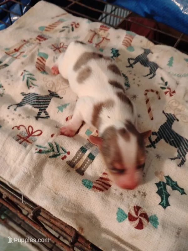 Polka  – Yorkshire Terrier puppy for sale in Round Mountain, TX