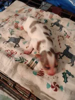 Polka , a female Yorkshire Terrier for sale in Round Mountain, TX – 2 of 2