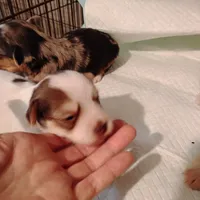 Polkadot , a male Yorkshire Terrier for sale in Round Mountain, TX – 2 of 4