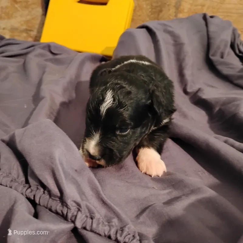 Selma – Australian Shepherd puppy for sale in Round Mountain, TX