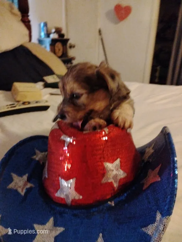 Merlin – Miniature Schnauzer, Yorkshire Terrier puppy for sale in Round Mountain, TX