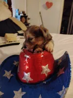 Merlin, a male Miniature Schnauzer and Yorkshire Terrier for sale in Round Mountain, TX – 1 of 3