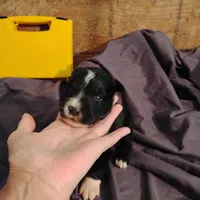Selma, a female Australian Shepherd for sale in Round Mountain, TX – 3 of 3