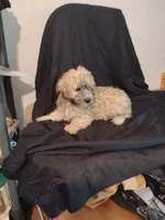 Fudge , a male Yorkipoo and Poodle - Miniature  for sale in Round Mountain, TX – 3 of 8