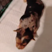 Boo Berry , a female Yorkshire Terrier for sale in Round Mountain, TX – 5 of 7