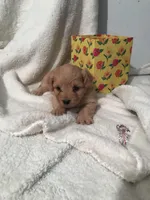 Peaches , a female Yorkipoo and Poodle - Miniature  for sale in Round Mountain, TX – Photo 2 of 2