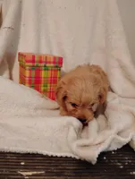 Peach, a male Yorkipoo and Poodle - Miniature  for sale in Round Mountain, TX – Photo 2 of 4