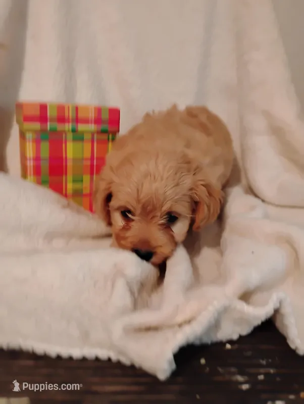 Peach – Yorkipoo, Poodle - Miniature  puppy for sale in Round Mountain, TX