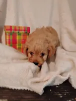 Peach, a male Yorkipoo and Poodle - Miniature  for sale in Round Mountain, TX – Photo 1 of 4