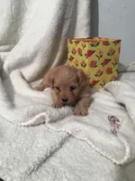 Peaches , a female Yorkipoo and Poodle - Miniature  for sale in Round Mountain, TX – Photo 1 of 2