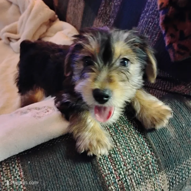 Sunny – Yorkshire Terrier puppy for sale in Round Mountain, TX