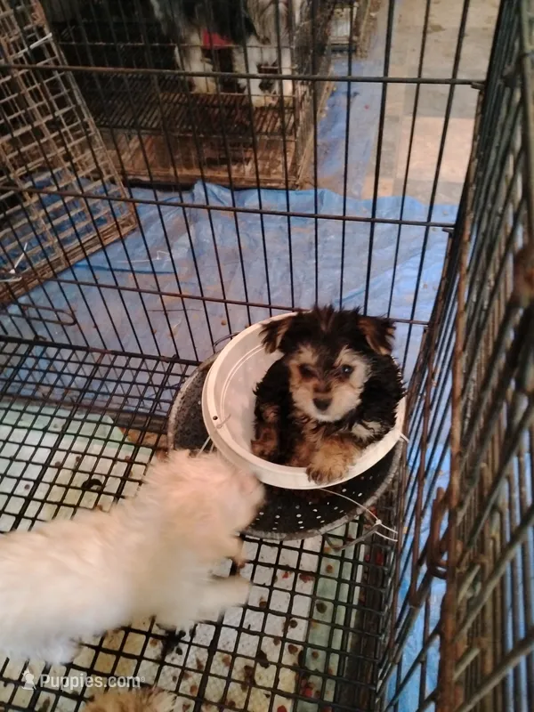 Mare – Yorkshire Terrier, Poodle - Miniature  puppy for sale in Round Mountain, TX