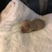 Apricot, a female Yorkipoo and Poodle - Miniature  for sale in Round Mountain, TX – Photo 2 of 3