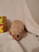 Apricot, a female Yorkipoo and Poodle - Miniature  for sale in Round Mountain, TX – 2 of 5