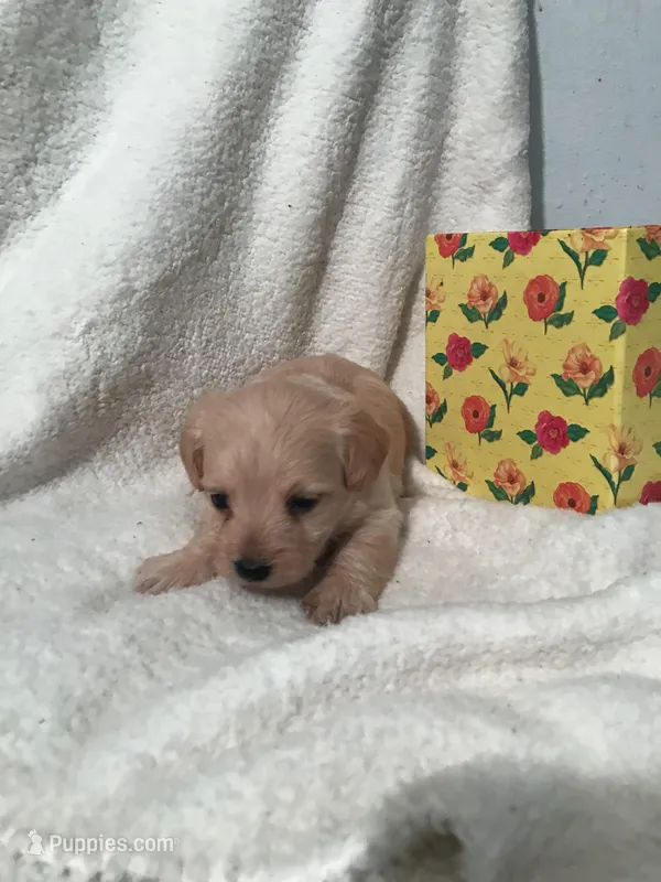 Apricot – Yorkipoo, Poodle - Miniature  puppy for sale in Round Mountain, TX