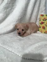 Apricot, a female Yorkipoo and Poodle - Miniature  for sale in Round Mountain, TX – Photo 3 of 3