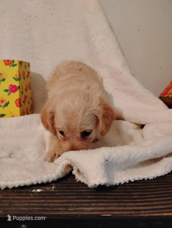 Apricot – Yorkipoo, Poodle - Miniature  puppy for sale in Round Mountain, TX