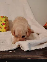 Apricot, a female Yorkipoo and Poodle - Miniature  for sale in Round Mountain, TX – 1 of 5
