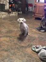 FiFi pup’s , a female Yorkipoo and Poodle - Miniature  for sale in Round Mountain, TX – Photo 1 of 2