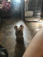 FiFi pup’s , a female Yorkipoo and Poodle - Miniature  for sale in Round Mountain, TX – Photo 2 of 2