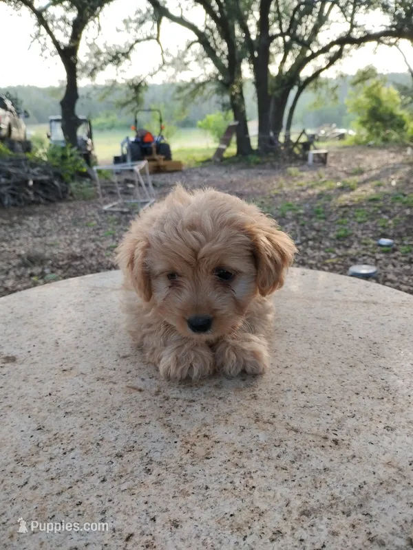 Peach – Yorkipoo, Poodle - Miniature  puppy for sale in Round Mountain, TX