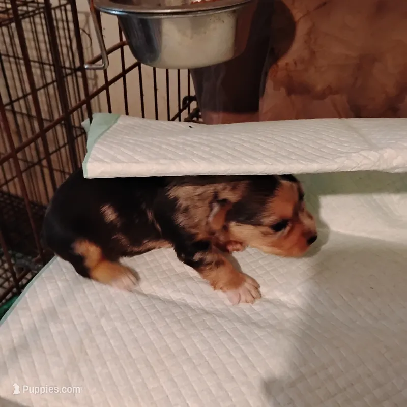Boo Berry  – Yorkshire Terrier puppy for sale in Round Mountain, TX