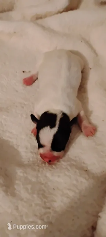 Dottie  – Miniature Schnauzer, Yorkshire Terrier puppy for sale in Round Mountain, TX