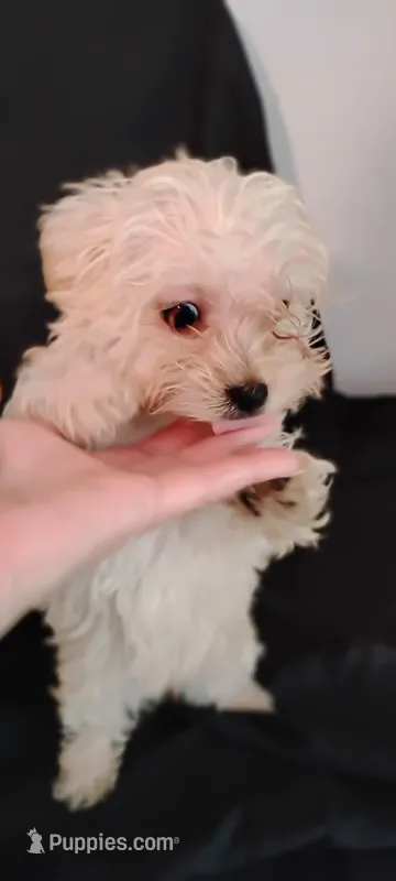 Sugar plum – Yorkipoo, Poodle - Miniature  puppy for sale in Round Mountain, TX