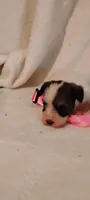 Dottie , a female Miniature Schnauzer and Yorkshire Terrier for sale in Round Mountain, TX – 4 of 4