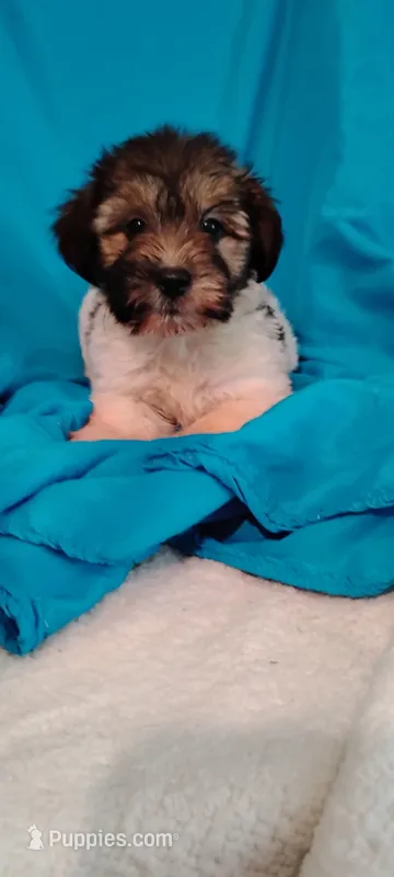 Ebony – Miniature Schnauzer, Yorkshire Terrier puppy for sale in Round Mountain, TX