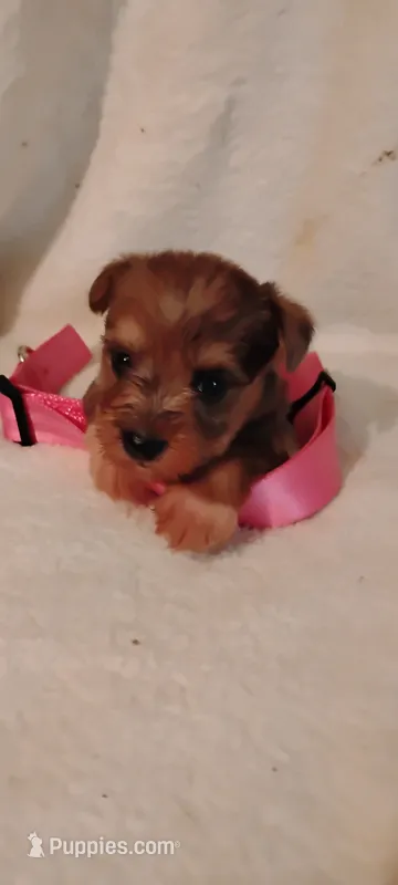 Marlette – Miniature Schnauzer, Yorkshire Terrier puppy for sale in Round Mountain, TX