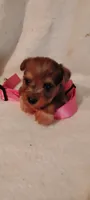 Marlette, a female Miniature Schnauzer and Yorkshire Terrier for sale in Round Mountain, TX – 1 of 4