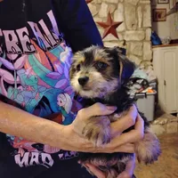 Sunny, a male Yorkshire Terrier for sale in Round Mountain, TX – 5 of 5