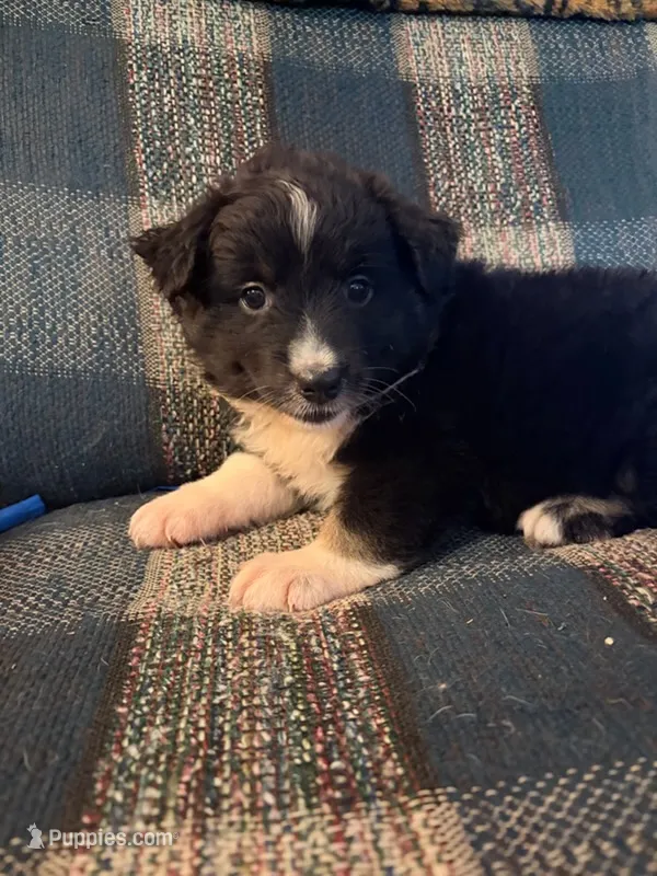 Selma – Australian Shepherd puppy for sale in Round Mountain, TX