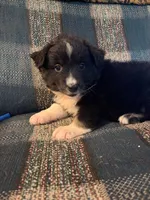 Selma, a female Australian Shepherd for sale in Round Mountain, TX – 1 of 5