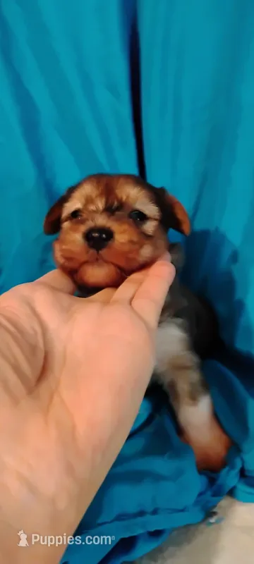 Merlin – Miniature Schnauzer, Yorkshire Terrier puppy for sale in Round Mountain, TX