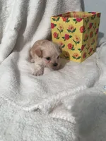 Sugar plum, a female Yorkipoo and Poodle - Miniature  for sale in Round Mountain, TX – Photo 2 of 2