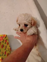 Sugar plum, a female Yorkipoo and Poodle - Miniature  for sale in Round Mountain, TX – 1 of 5