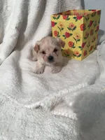 Sugar plum, a female Yorkipoo and Poodle - Miniature  for sale in Round Mountain, TX – Photo 1 of 2
