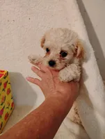 Sugar plum, a female Yorkipoo and Poodle - Miniature  for sale in Round Mountain, TX – 2 of 5