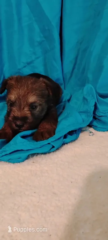Red – Miniature Schnauzer, Yorkshire Terrier puppy for sale in Round Mountain, TX