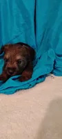 Red, a male Miniature Schnauzer and Yorkshire Terrier for sale in Round Mountain, TX – 1 of 3