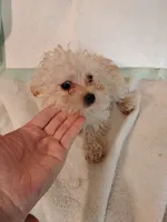 Sugar plum, a female Yorkipoo and Poodle - Miniature  for sale in Round Mountain, TX – 3 of 5