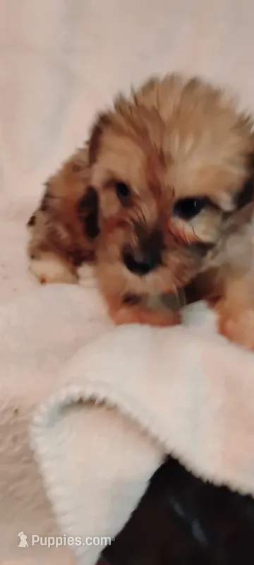 Marlette – Miniature Schnauzer, Yorkshire Terrier puppy for sale in Round Mountain, TX